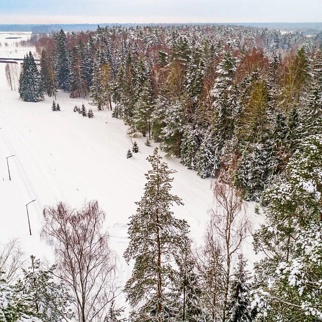 Shelkovo Forest