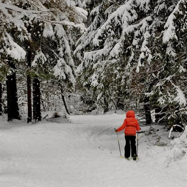 Shelkovo Forest