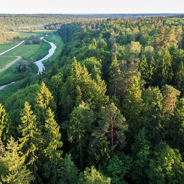 River Wood