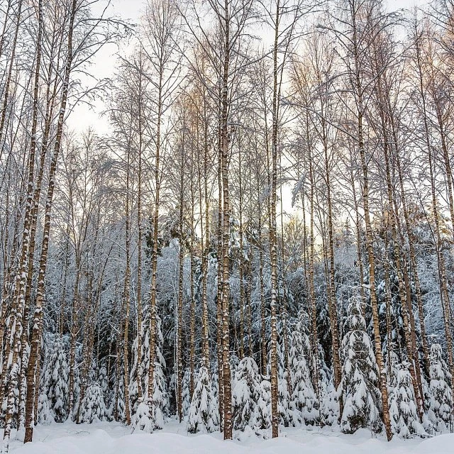 Green Forest Premium