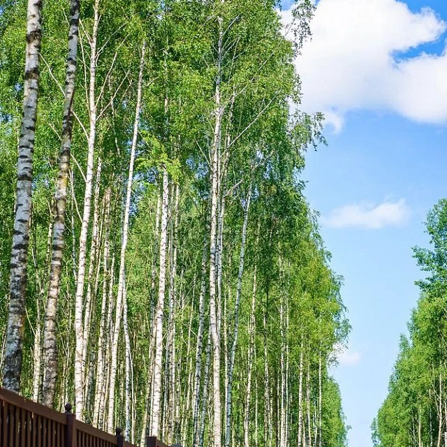 Beketovo Park
