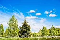 КП «Green Forest Park, миниатюра слайда 5»