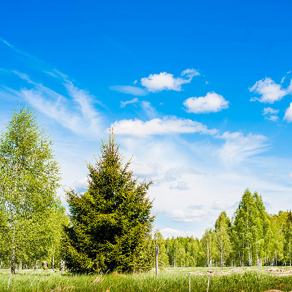 КП «Green Forest Park, слайд 5»