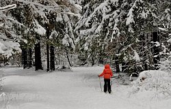 КП «Shelkovo Forest, миниатюра слайда 4»