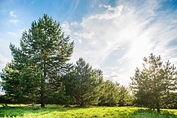 КП «River Wood, миниатюра слайда 9»